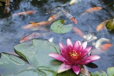Water Lily Flower Blooming in Koi Pond-jpldesigns-Photographic Print