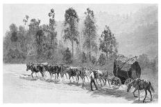 The Sugar Industry, Richmond River, New South Wales, Australia, 1886-JR Ashton-Mounted Giclee Print