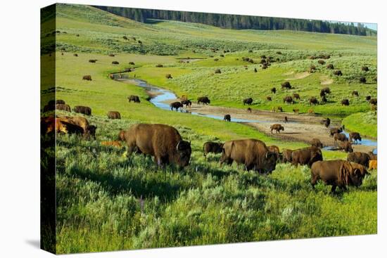 Stretched Canvas Print, , large