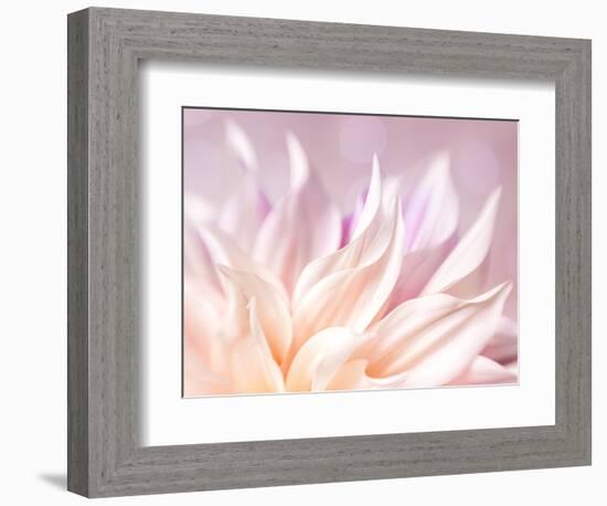 JS_277_Dahlia 4-Janet Slater-Framed Photographic Print