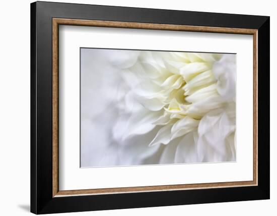 JS_281_Dahlia 8-Janet Slater-Framed Photographic Print