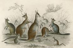 Kangaroos Various 19C-JS Murdoch-Framed Art Print