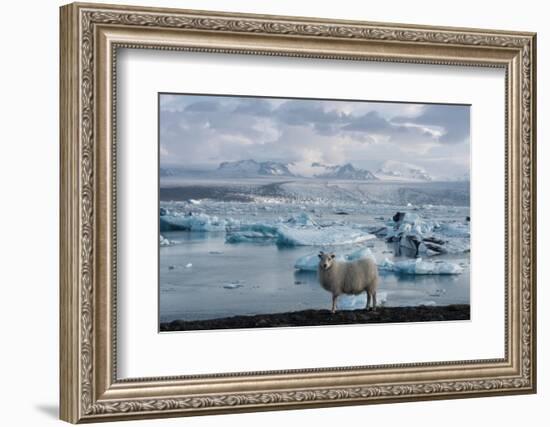 Jškulsarlon - Glacier Lagoon, Morning Light, Sheep-Catharina Lux-Framed Photographic Print