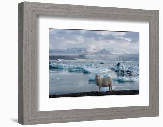 Jškulsarlon - Glacier Lagoon, Morning Light, Sheep-Catharina Lux-Framed Photographic Print