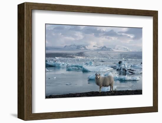 Jškulsarlon - Glacier Lagoon, Morning Light, Sheep-Catharina Lux-Framed Photographic Print