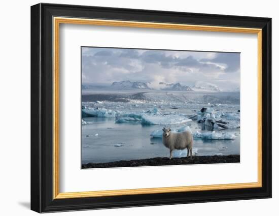 Jškulsarlon - Glacier Lagoon, Morning Light, Sheep-Catharina Lux-Framed Photographic Print