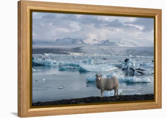 Jškulsarlon - Glacier Lagoon, Morning Light, Sheep-Catharina Lux-Framed Premier Image Canvas