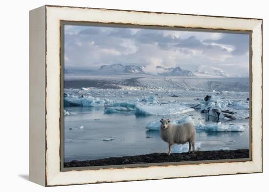 Jškulsarlon - Glacier Lagoon, Morning Light, Sheep-Catharina Lux-Framed Premier Image Canvas