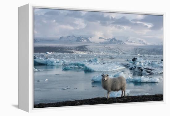 Jškulsarlon - Glacier Lagoon, Morning Light, Sheep-Catharina Lux-Framed Premier Image Canvas