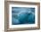 Jškulsarlon, Iceberg Remains on the Atlantic Beach-Catharina Lux-Framed Photographic Print