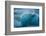 Jškulsarlon, Iceberg Remains on the Atlantic Beach-Catharina Lux-Framed Photographic Print