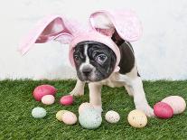 Funny Easter Bulldog-JStaley401-Framed Photographic Print