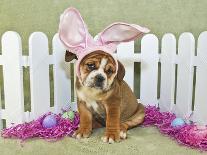 Funny Easter Bulldog-JStaley401-Framed Photographic Print