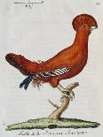 American Rooster, 1784-Juan Bautista Bru De Ramon-Laminated Giclee Print