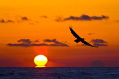 Bald Eagle (Haliaeetus Leucocephalus) In Flight, Silhouetted At Sunset, Haines, Alaska, March-Juan Carlos Munoz-Photographic Print