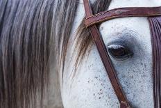 Close Up of Horse Wearing Bridle, Sierra De Gredos, Avila, Castile and Leon, Spain-Juan Carlos Munoz-Photographic Print