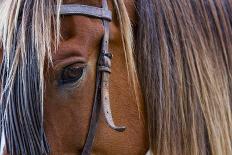 Close Up of Horse Wearing Bridle, Sierra De Gredos, Avila, Castile and Leon, Spain-Juan Carlos Munoz-Photographic Print