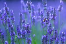 Lavender fields, Alpes Haute Provence, France-Juan Carlos Munoz-Photographic Print