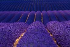 Honeybee visiting Lavender in lavender fields, France-Juan Carlos Munoz-Photographic Print