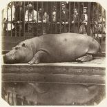 The Hippopotamus at the Zoological Gardens, Regent's Park, London, 1852-Juan Carlos-Laminated Giclee Print