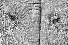 Two elephants-Juan Luis Duran-Photographic Print
