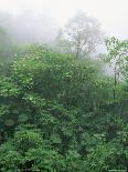 Tropical Rainforest Interior, Carara Natural Reserve, Costa Rica-Juan Manuel Borrero-Photographic Print