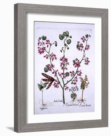 Judas Tree, May Lily, Moonwort, Liverwort, from 'Hortus Eystettensis', by Basil Besler (1561-1629),-German School-Framed Giclee Print