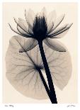 Tropical Water Lily-Judith Mcmillan-Mounted Art Print