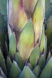 Baja California, Mexico. Green Agave leaves, detail-Judith Zimmerman-Photographic Print