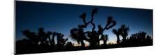 Photographic Print