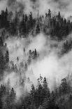 California. Yosemite National Park. Black and White Image of Pine Forests with Swirling Mist-Judith Zimmerman-Photographic Print