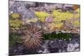 Premium Photographic Print