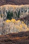 Utah. Yellow Aspen, Flaming Gorge National Recreation Area-Judith Zimmerman-Photographic Print