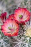 USA, California. Blooming beavertail prickly pear in desert landscape, Joshua Tree National Park-Judith Zimmerman-Photographic Print