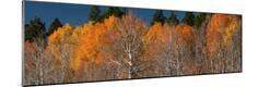 Premium Photographic Print