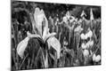 Photographic Print