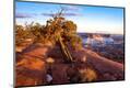 Premium Photographic Print