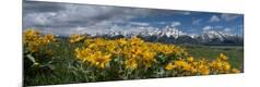Photographic Print