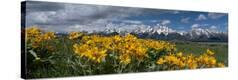 Stretched Canvas Print