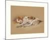 Judy, A Spaniel Puppy-Mac-Mounted Premium Giclee Print