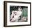 Judy Garland-null-Framed Photo