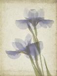 Xray Tulip X-Judy Stalus-Photographic Print