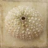 Sepia Shell I-Judy Stalus-Art Print