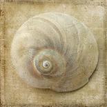 Sepia Shell I-Judy Stalus-Art Print