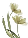 Xray Tulip VII-Judy Stalus-Mounted Photographic Print
