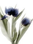Xray Tulip VI-Judy Stalus-Photographic Print