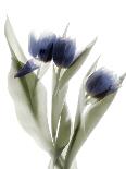 Xray Tulip IX-Judy Stalus-Photographic Print