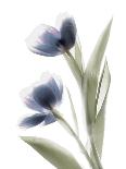 Xray Tulip IX-Judy Stalus-Photographic Print