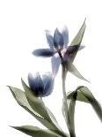 Xray Tulip VII-Judy Stalus-Photographic Print