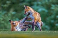 Vigilant!-Judy Tseng-Framed Premier Image Canvas